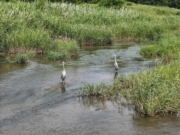 Gerahmter Druck : Zwei Vögel gehen in einem Fluss. Gerahmter Druck : Zwei Vögel gehen in einem Fluss.