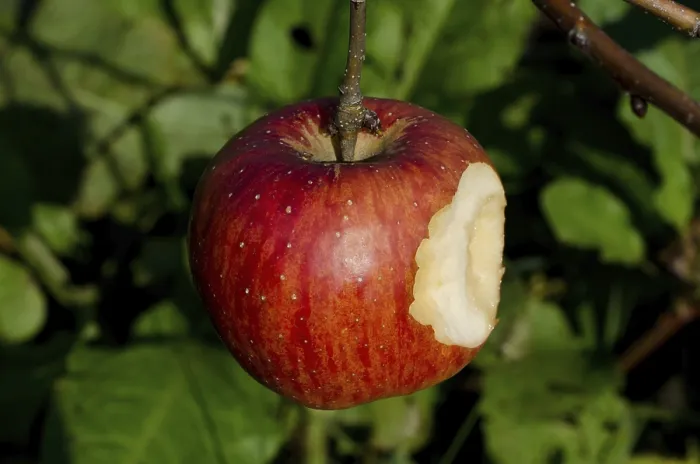 Gerahmter Druck : Bitte Rot Apfel hängt in einem Baum. Gerahmter Druck : Bitte Rot Apfel hängt in einem Baum.