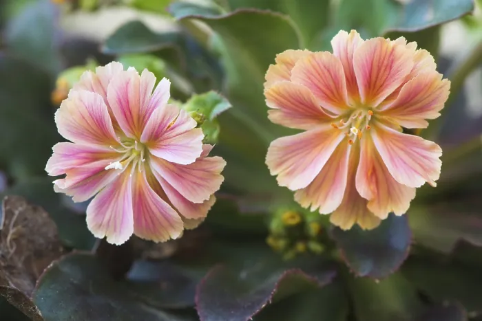 Gerahmter Druck : Bitterwurzel (Lewisia cotyledon) Gerahmter Druck : Bitterwurzel (Lewisia cotyledon)