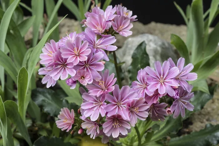 Gerahmter Druck : Bitterwurzel (Lewisia cotyledon) Gerahmter Druck : Bitterwurzel (Lewisia cotyledon)