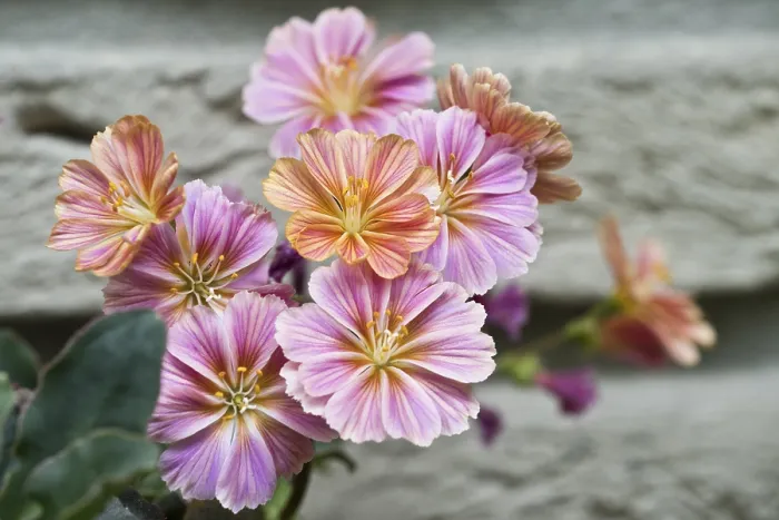 Gerahmter Druck : Bitterwurzel (Lewisia cotyledon) Gerahmter Druck : Bitterwurzel (Lewisia cotyledon)