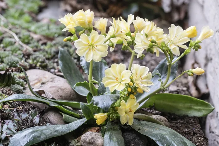 Gerahmter Druck : Bitterwurzel (Lewisia cotyledon) Gerahmter Druck : Bitterwurzel (Lewisia cotyledon)