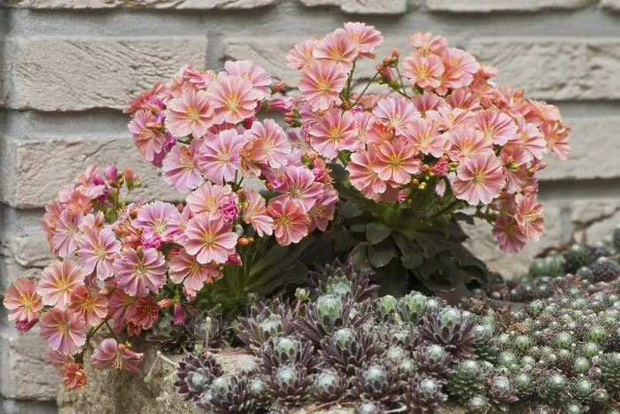 Gerahmter Druck : Bitterwurzel (Lewisia cotyledon) Gerahmter Druck : Bitterwurzel (Lewisia cotyledon)