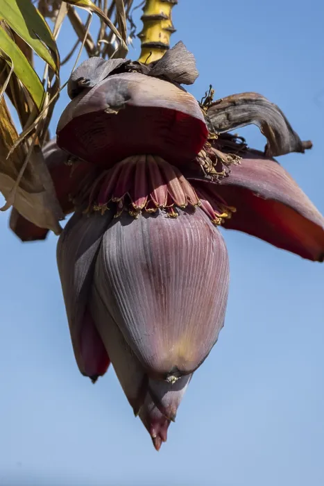 Gerahmter Druck : Seltsame Blüte einer Palme. Gerahmter Druck : Seltsame Blüte einer Palme.