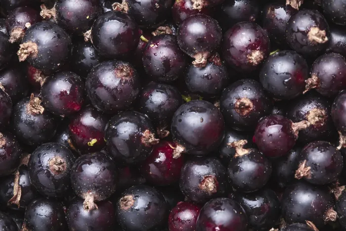 Gerahmter Druck : Schwarze Johannisbeeren als Hintergrund. Gerahmter Druck : Schwarze Johannisbeeren als Hintergrund.