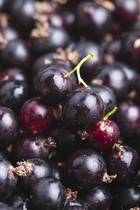Gerahmter Druck : Schwarze Johannisbeeren als Hintergrund. Gerahmter Druck : Schwarze Johannisbeeren als Hintergrund.