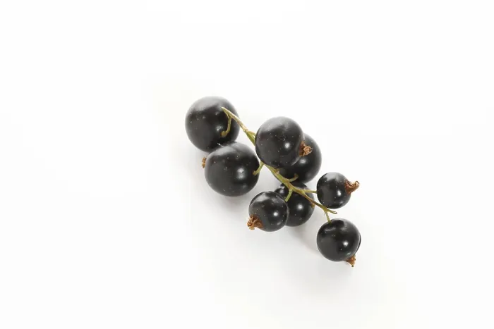 Gerahmter Druck : Schwarze Johannisbeeren Gerahmter Druck : Schwarze Johannisbeeren