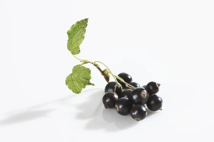 Gerahmter Druck : Schwarze Johannisbeeren mit Blatt. Gerahmter Druck : Schwarze Johannisbeeren mit Blatt.