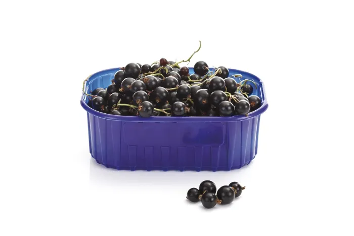 Gerahmter Druck : Schwarze Johannisbeeren in einem Plastikbox. Gerahmter Druck : Schwarze Johannisbeeren in einem Plastikbox.