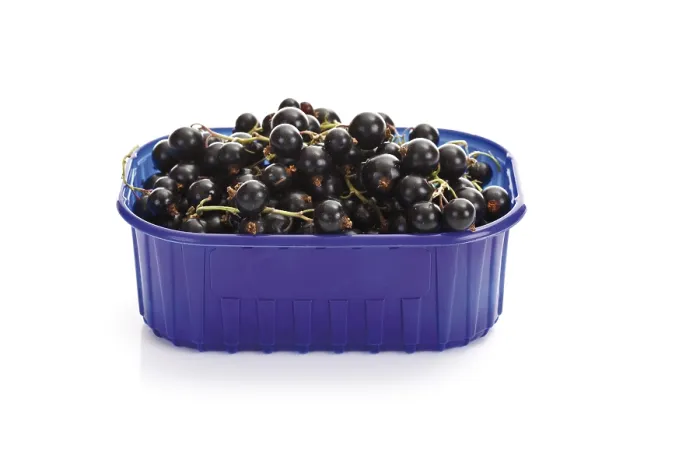 Gerahmter Druck : Schwarze Johannisbeeren in einem Plastikbox. Gerahmter Druck : Schwarze Johannisbeeren in einem Plastikbox.