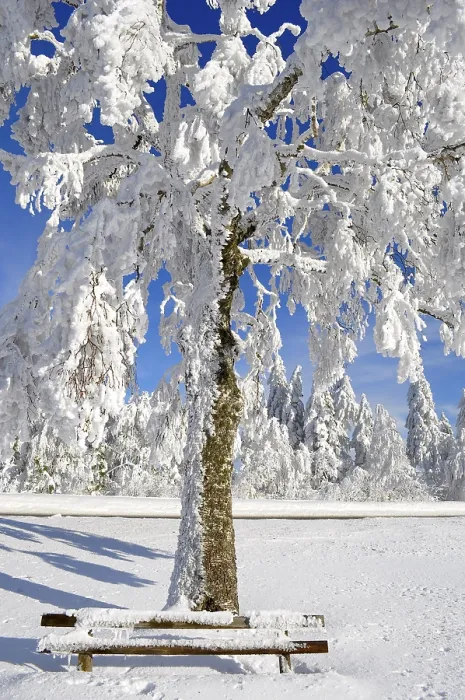 Gerahmter Druck : Schwarzwald im Winter, Tannenwald. Gerahmter Druck : Schwarzwald im Winter, Tannenwald.