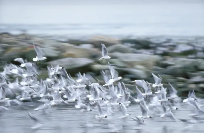 Gerahmter Druck : Mittelmeer-Seeschwalbe und Silbermöwe Gerahmter Druck : Mittelmeer-Seeschwalbe und Silbermöwe