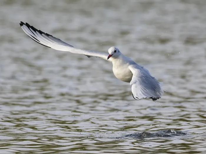 Gerahmter Druck : Ein Mönchsstrandläufer in Flug, Umminger See. Gerahmter Druck : Ein Mönchsstrandläufer in Flug, Umminger See.