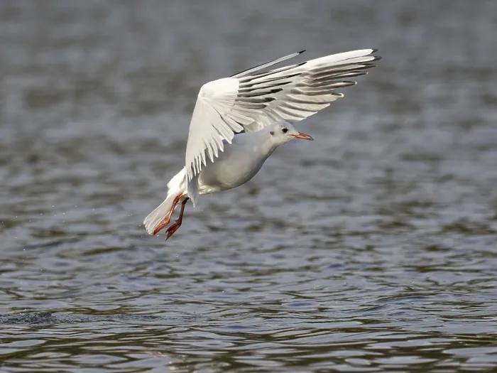 Gerahmter Druck : Ein Mönchsstrandläufer in Flug, Umminger See. Gerahmter Druck : Ein Mönchsstrandläufer in Flug, Umminger See.