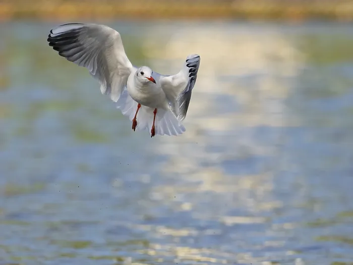 Gerahmter Druck : Ein schwarzkopfstrandvogel in der Luft, Ümminger See. Gerahmter Druck : Ein schwarzkopfstrandvogel in der Luft, Ümminger See.