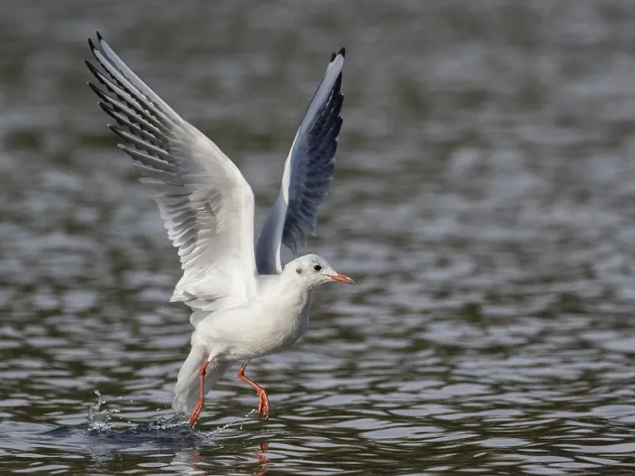 Gerahmter Druck : Ein schwarzköpfiger Mauerläufer fliegt über einem See. Gerahmter Druck : Ein schwarzköpfiger Mauerläufer fliegt über einem See.