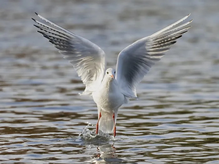 Gerahmter Druck : Ein schwarzkopfstrandvogel, der abhebt. Gerahmter Druck : Ein schwarzkopfstrandvogel, der abhebt.