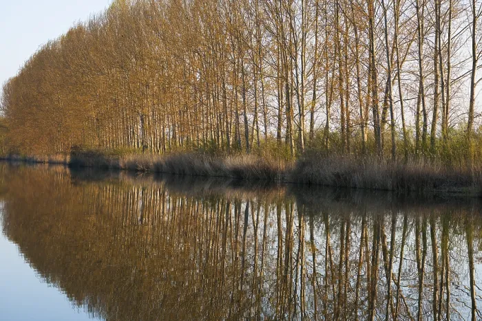 Gerahmter Druck : Schwarze Weiden (Populus) mit Wasserreflexen. Gerahmter Druck : Schwarze Weiden (Populus) mit Wasserreflexen.