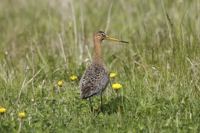 Gerahmter Druck : Ein Schilfrohrschnäpper im Gras. Gerahmter Druck : Ein Schilfrohrschnäpper im Gras.