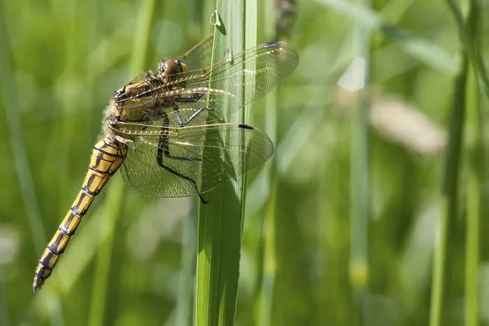 Gerahmter Druck : Schwarztail-Schwebfliege Gerahmter Druck : Schwarztail-Schwebfliege