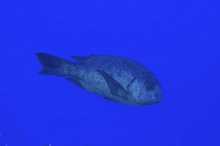Gerahmter Druck : Schwarzer Makolore (Macolor niger), gefährlicher Riff-Tauchplatz, St Johns Reef, Saint Johns, Rotmeer, Ägypten Gerahmter Druck : Schwarzer Makolore (Macolor niger), gefährlicher Riff-Tauchplatz, St Johns Reef, Saint Johns, Rotmeer, Ägypten