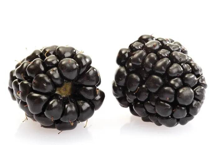 Gerahmter Druck : Zwei schwarze Beeren. Gerahmter Druck : Zwei schwarze Beeren.