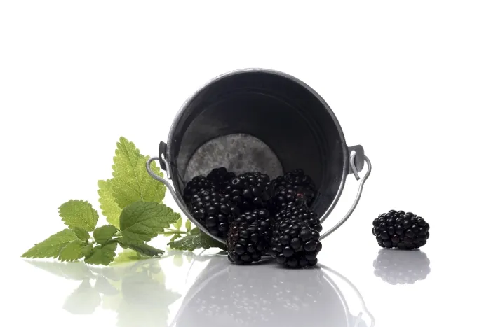 Gerahmter Druck : Blackberries Gerahmter Druck : Blackberries
