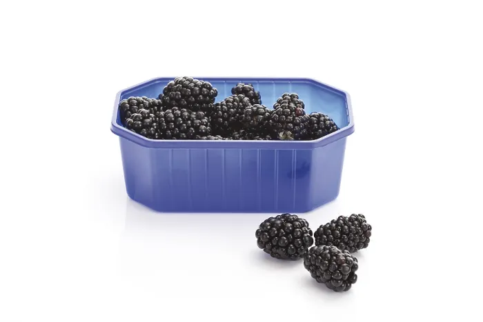 Gerahmter Druck : Schwarze Beeren in einem Plastikbox. Gerahmter Druck : Schwarze Beeren in einem Plastikbox.