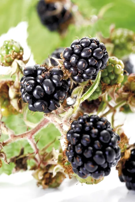 Gerahmter Druck : Beeren (Rubus sectio) Gerahmter Druck : Beeren (Rubus sectio)