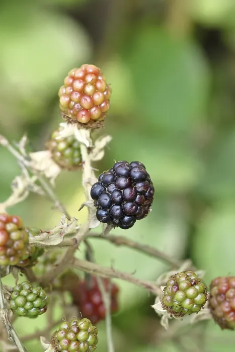 Gerahmter Druck : Beeren (Rubus sectio Rubus) Gerahmter Druck : Beeren (Rubus sectio Rubus)