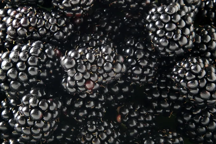 Gerahmter Druck : Beeren (Rubus sectio Rubus) Gerahmter Druck : Beeren (Rubus sectio Rubus)