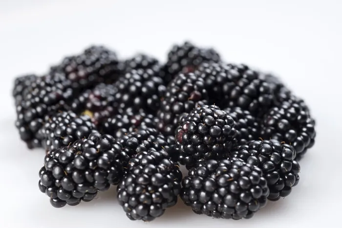 Gerahmter Druck : Beeren (Rubus sectio Rubus) Gerahmter Druck : Beeren (Rubus sectio Rubus)