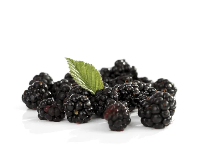 Gerahmter Druck : Schwarze Johannisbeeren (Rubus sectio Rubus) mit Blatt. Gerahmter Druck : Schwarze Johannisbeeren (Rubus sectio Rubus) mit Blatt.