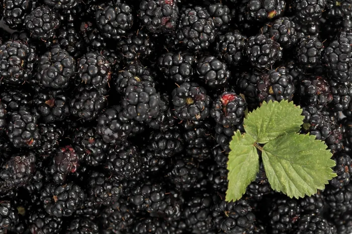 Gerahmter Druck : Schwarze Johannisbeeren (Rubus sectio Rubus) mit Blatt.