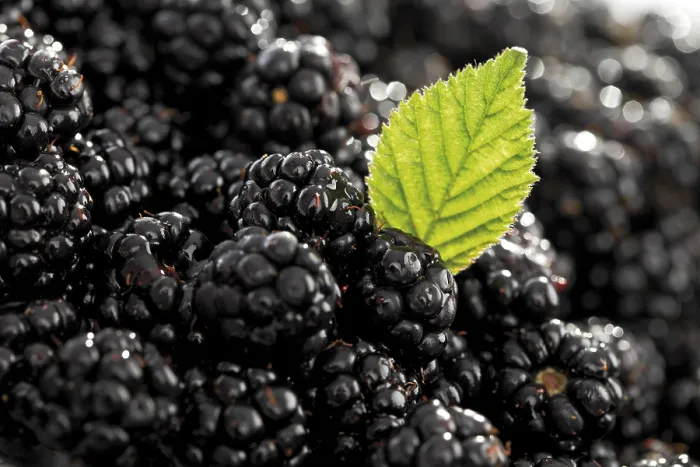 Gerahmter Druck : Schwarze Johannisbeeren (Rubus sectio Rubus) mit einem Blatt. Gerahmter Druck : Schwarze Johannisbeeren (Rubus sectio Rubus) mit einem Blatt.