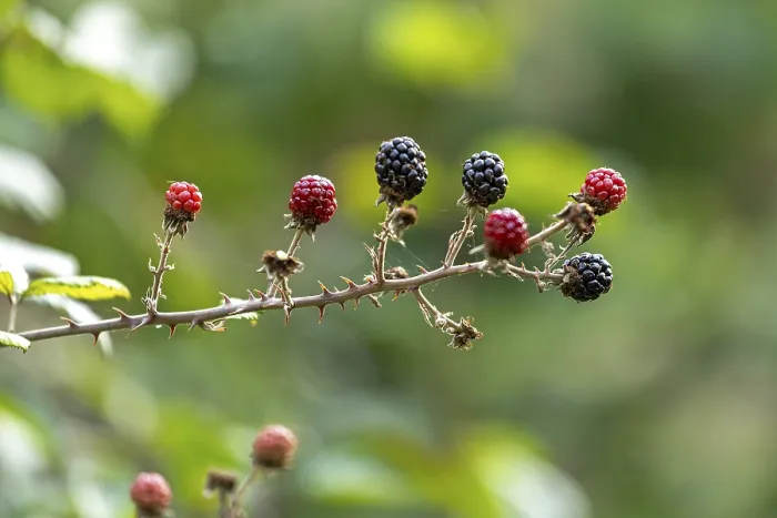 Gerahmter Druck : Schwarze Johannisbeeren (Rubus), Upper Beeding Gerahmter Druck : Schwarze Johannisbeeren (Rubus), Upper Beeding