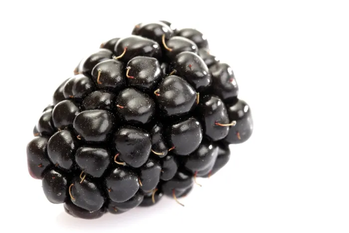 Gerahmter Druck : Blackberry Gerahmter Druck : Blackberry