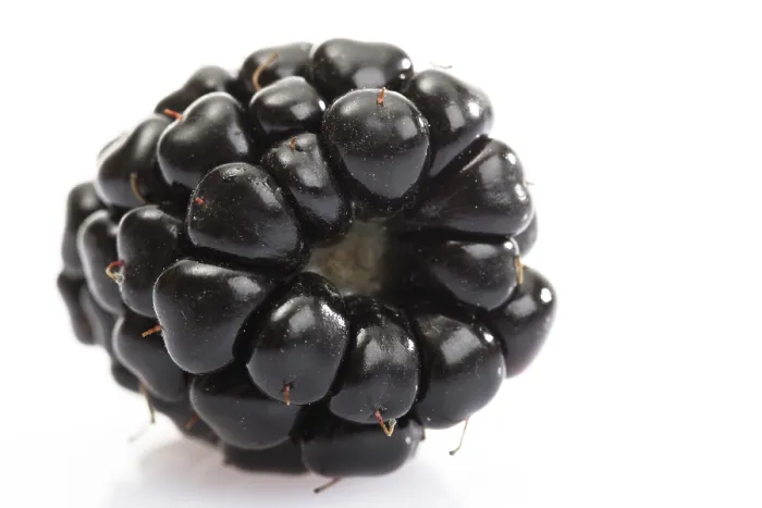 Gerahmter Druck : Blackberry Gerahmter Druck : Blackberry