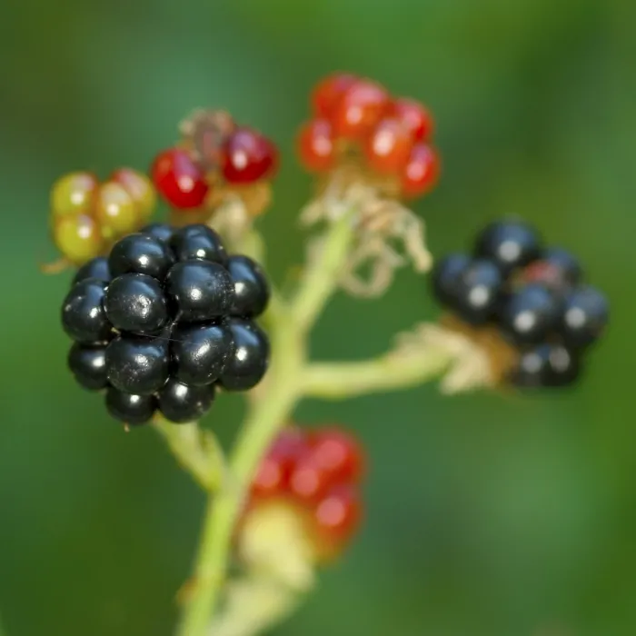 Gerahmter Druck : Blackberry