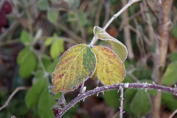 Gerahmter Druck : Schwarzer Beere (Rubus sect. Rubus) Gerahmter Druck : Schwarzer Beere (Rubus sect. Rubus)