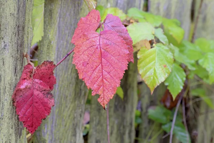 Gerahmter Druck : Schwarze Beere (Rubus sect. Rubus) Gerahmter Druck : Schwarze Beere (Rubus sect. Rubus)