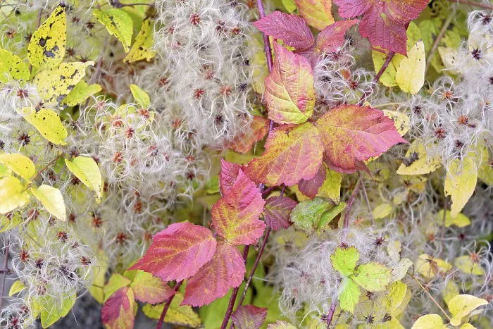 Gerahmter Druck : Schwarze Johannisbeere (Rubus sect. Rubus) Gerahmter Druck : Schwarze Johannisbeere (Rubus sect. Rubus)