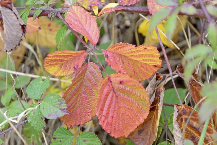 Gerahmter Druck : Autumnfarben an den Blättern des Schwarzen Holunder (Rubus sect. Rubus) in der Mosel, Rheinland-Pfalz, Deutschland