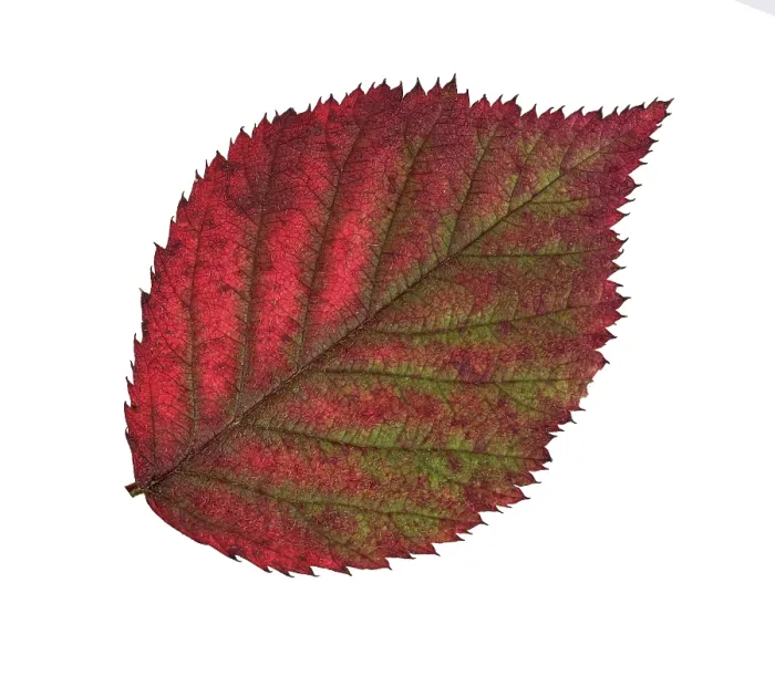 Gerahmter Druck : Schwarze Johannisbeere (Rubus sect. Rubus), Blatt mit Herbstfarben, Deutschland Gerahmter Druck : Schwarze Johannisbeere (Rubus sect. Rubus), Blatt mit Herbstfarben, Deutschland