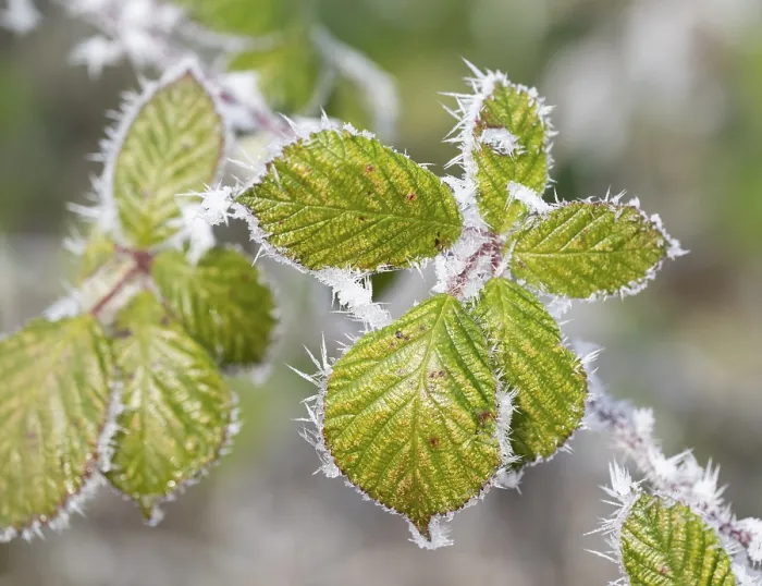 Gerahmter Druck : Schwarze Johannisbeere (Rubus sectio Rubus) Gerahmter Druck : Schwarze Johannisbeere (Rubus sectio Rubus)