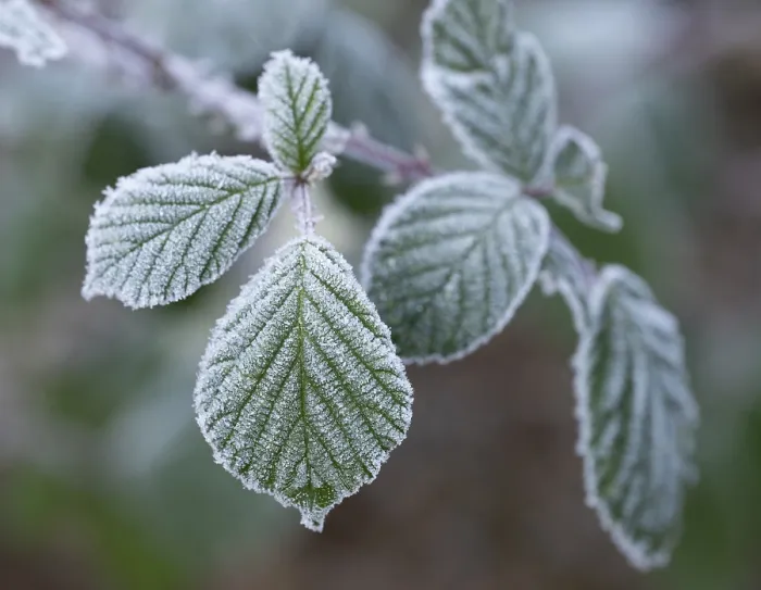 Gerahmter Druck : Schwarze Johannisbeere (Rubus sectio Rubus) Gerahmter Druck : Schwarze Johannisbeere (Rubus sectio Rubus)