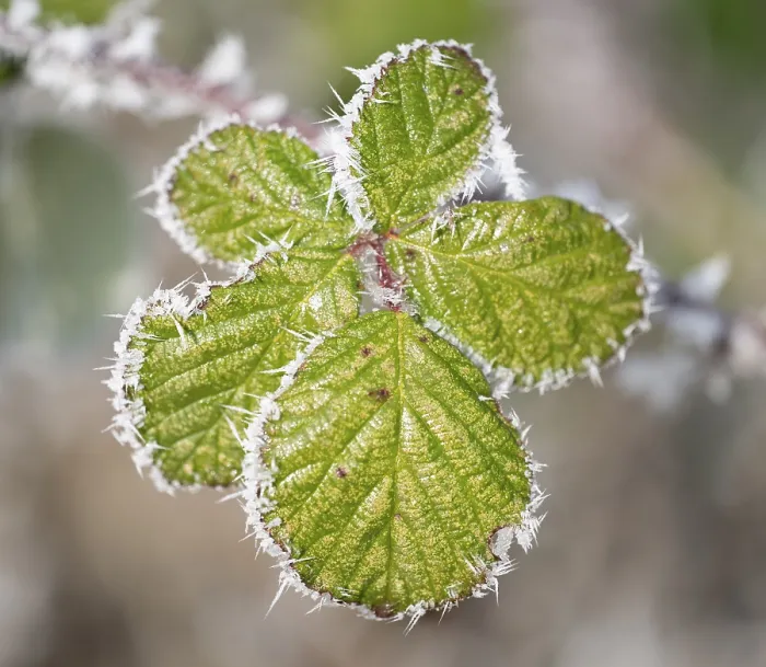 Gerahmter Druck : Schwarze Johannisbeere (Rubus sectio Rubus) Gerahmter Druck : Schwarze Johannisbeere (Rubus sectio Rubus)