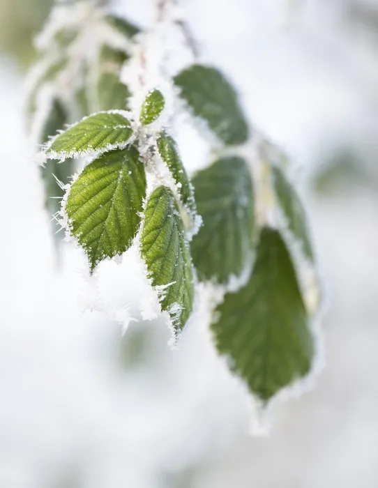 Gerahmter Druck : Schwarzer Beerenstrauch (Rubus sectio Rubus) Gerahmter Druck : Schwarzer Beerenstrauch (Rubus sectio Rubus)
