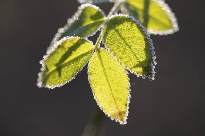Gerahmter Druck : Schwarzer Beere (Rubus sectio Rubus) Gerahmter Druck : Schwarzer Beere (Rubus sectio Rubus)