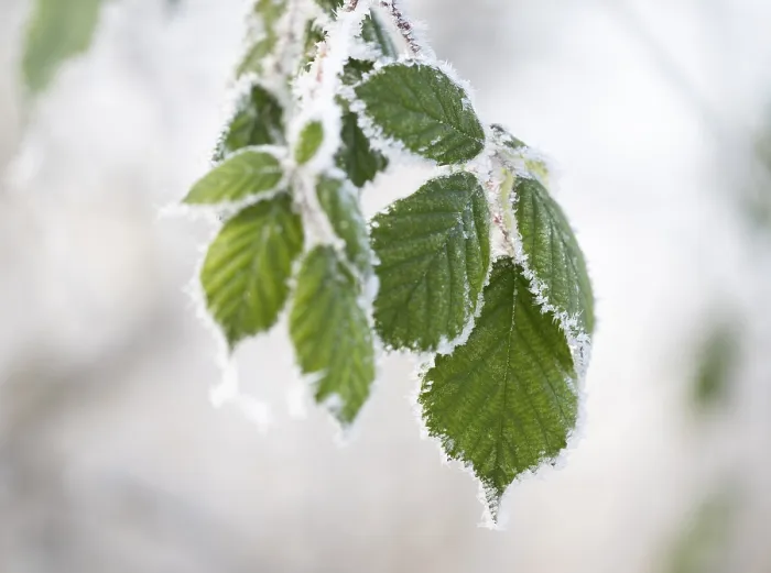 Gerahmter Druck : Schwarze Johannisbeere (Rubus sectio Rubus) Gerahmter Druck : Schwarze Johannisbeere (Rubus sectio Rubus)
